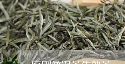 区别普洱茶生熟茶/2023041265736