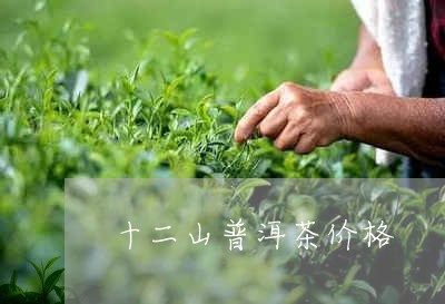 十二山普洱茶价格/2023041380492