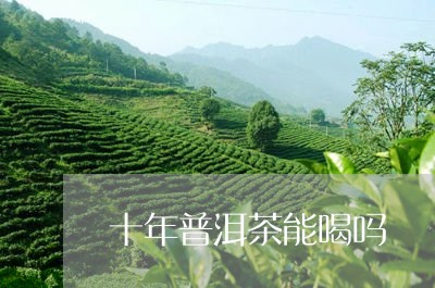 十年普洱茶能喝吗/2023033011158