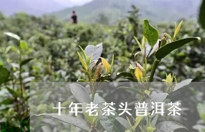 十年老茶头普洱茶/2023033167251