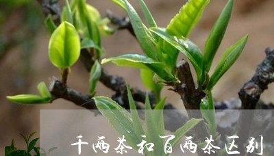 千两茶和百两茶区别/2023041607382