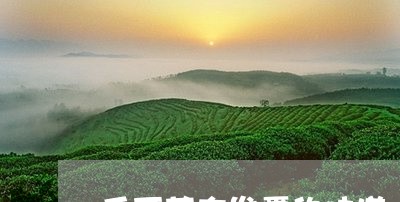 千两茶有发霉的味道/2023031901715