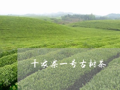 千家寨一号古树茶/2023032674039