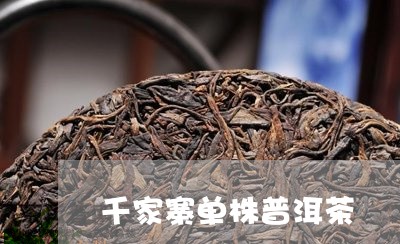 千家寨单株普洱茶/2023033164817