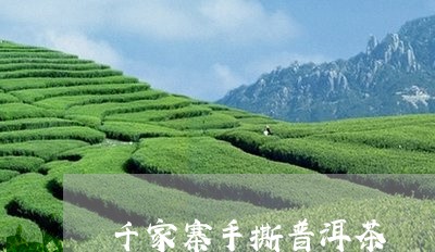 千家寨手撕普洱茶/2023031635038