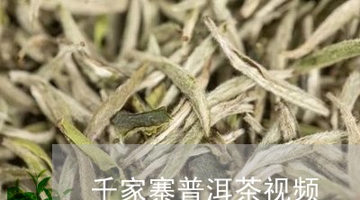 千家寨普洱茶视频/2023041190602