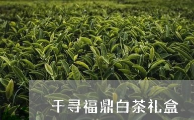 千寻福鼎白茶礼盒/2023031775927