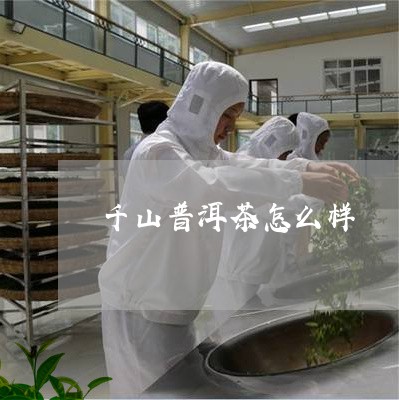 千山普洱茶怎么样/2023033182059