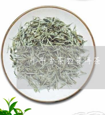 千年古茶和普洱茶/2023033190604