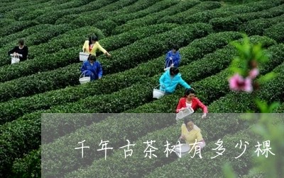 千年古茶树有多少棵/2023041663614