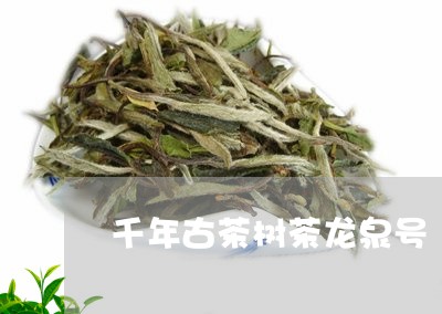 千年古茶树茶龙泉号/2023032021939