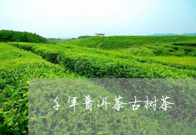 千年普洱茶古树茶/2023033119262