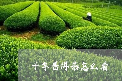 千年普洱茶怎么看/2023033017250