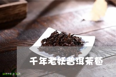 千年老妖普洱茶苞/2023033048583