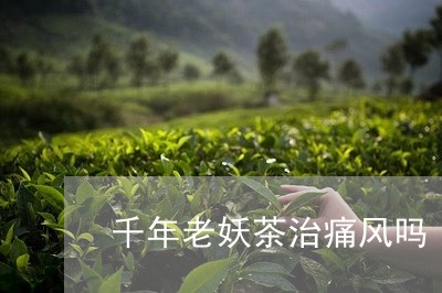 千年老妖茶治痛风吗/2023032003027