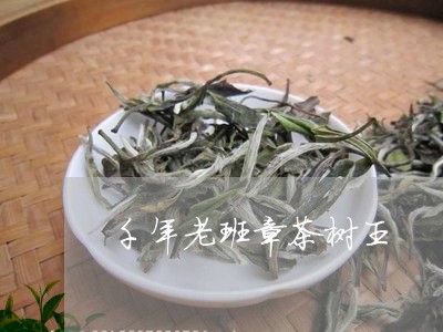 千年老班章茶树王/2023032904839