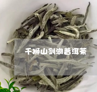 千狮山剑湖普洱茶/2023033006968