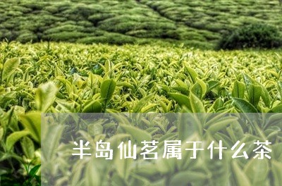 半岛仙茗属于什么茶/2023031912805