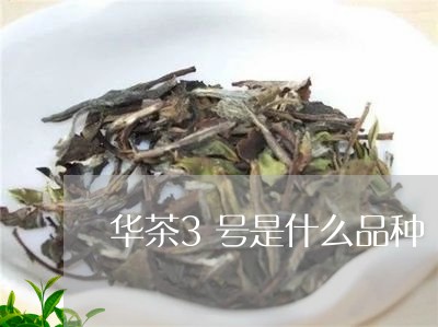 华茶3号是什么品种/2023041797382