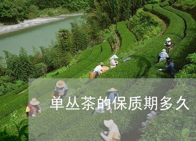 单丛茶的保质期多久/2023032163915