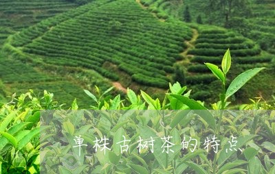 单株古树茶的特点/2023032623724