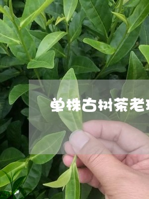 单株古树茶老班章/2023032972915