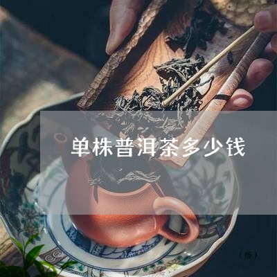 单株普洱茶多少钱/2023031765157