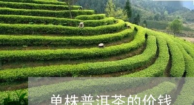 单株普洱茶的价钱/2023041176158