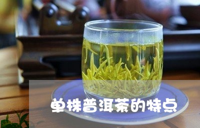 单株普洱茶的特点/2023031713916