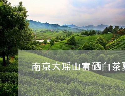 南京大瑶山富硒白茶夏秋茶/2023040284718