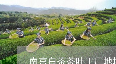 南京白茶茶叶工厂地址电话/2023040283605