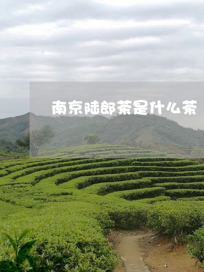 南京陆郎茶是什么茶/2023041538269