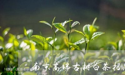 南京高端古树白茶招商电话/2023040213716