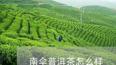 南伞普洱茶怎么样/2023033152715