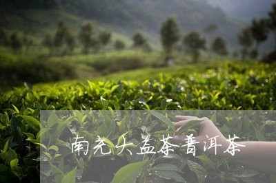 南充大益茶普洱茶/2023041149581