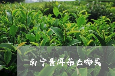 南宁普洱茶去哪买/2023033080693