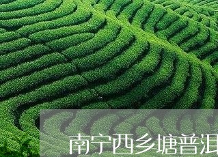 南宁西乡塘普洱茶/2023031692684