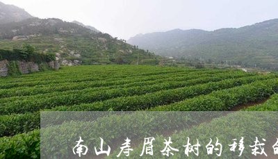 南山寿眉茶树的移栽的技术/2023040287572