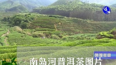 南岛河普洱茶图片/2023041000582