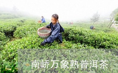 南峤万象熟普洱茶/2023033091624