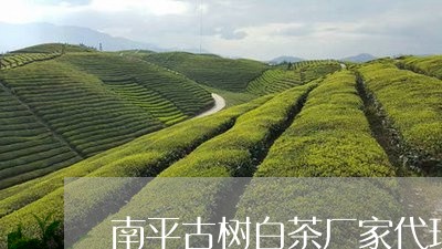 南平古树白茶厂家代理电话/2023040229272