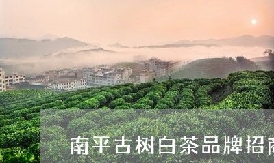 南平古树白茶品牌招商代理/2023040214372