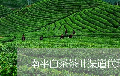 南平白茶茶叶渠道代理招商/2023040250516