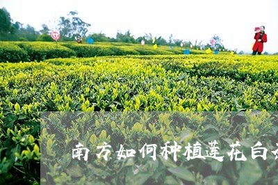 南方如何种植莲花白茶基地/2023040204926