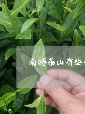 南桥茶山有些什么茶/2023041602815