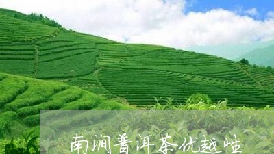 南涧普洱茶优越性/2023040159481