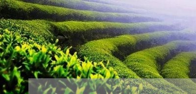 南糯古树茶牌子图片/2023032202706