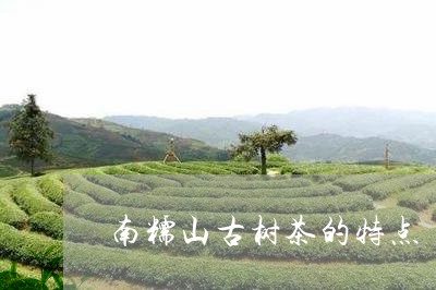 南糯山古树茶的特点/2023032279593