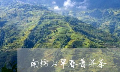 南糯山早春普洱茶/2023031637601