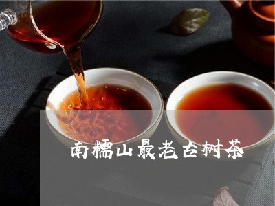 南糯山最老古树茶/2023032659414